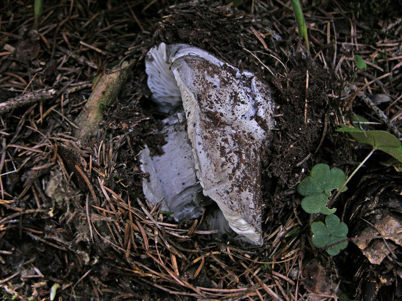 Ritrovamenti venerd� 20 aprile.